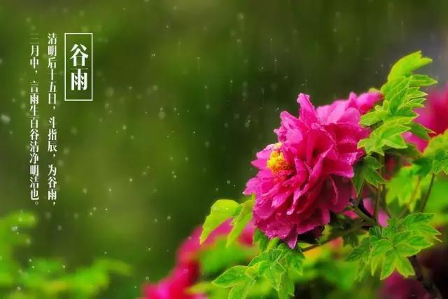 谷雨的民俗和活动,你知道多少呢?