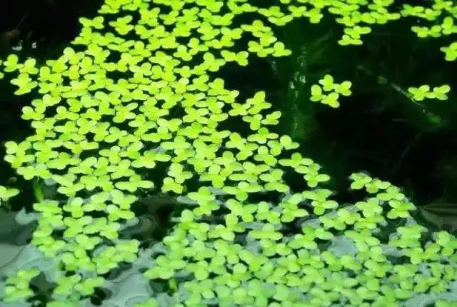 谷雨，春天的最后一个节气，生活上有哪些需要注意的？