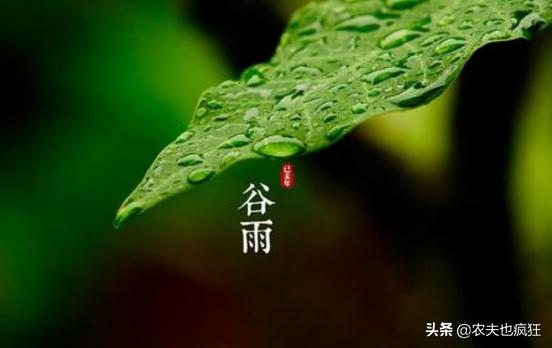 今日谷雨，老祖宗传下来的5句谷雨节气的农谚，现在还实用吗？
