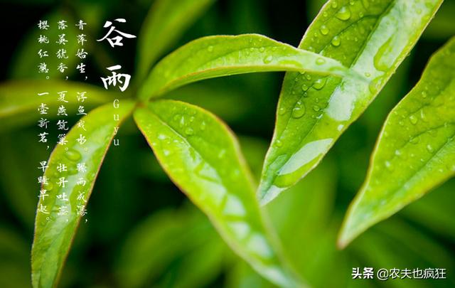 今日谷雨,老祖宗传下来的5句谷雨节气的农谚,现在还实用吗?
