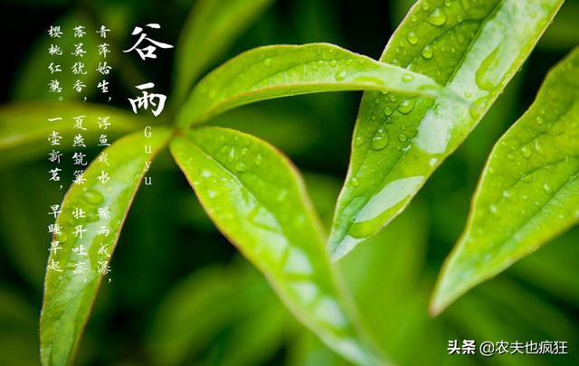 今日谷雨，老祖宗传下来的5句谷雨节气的农谚，现在还实用吗？