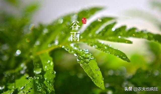 今日谷雨，老祖宗传下来的5句谷雨节气的农谚，现在还实用吗？