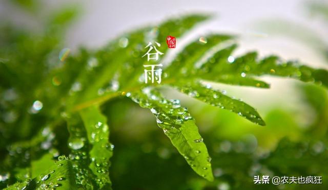 今日谷雨,老祖宗传下来的5句谷雨节气的农谚,现在还实用吗?