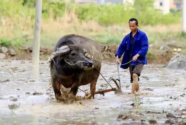 谷雨的那些事，你真的都了解吗？