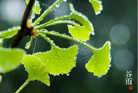 谷雨的那些事，你真的都了解吗？