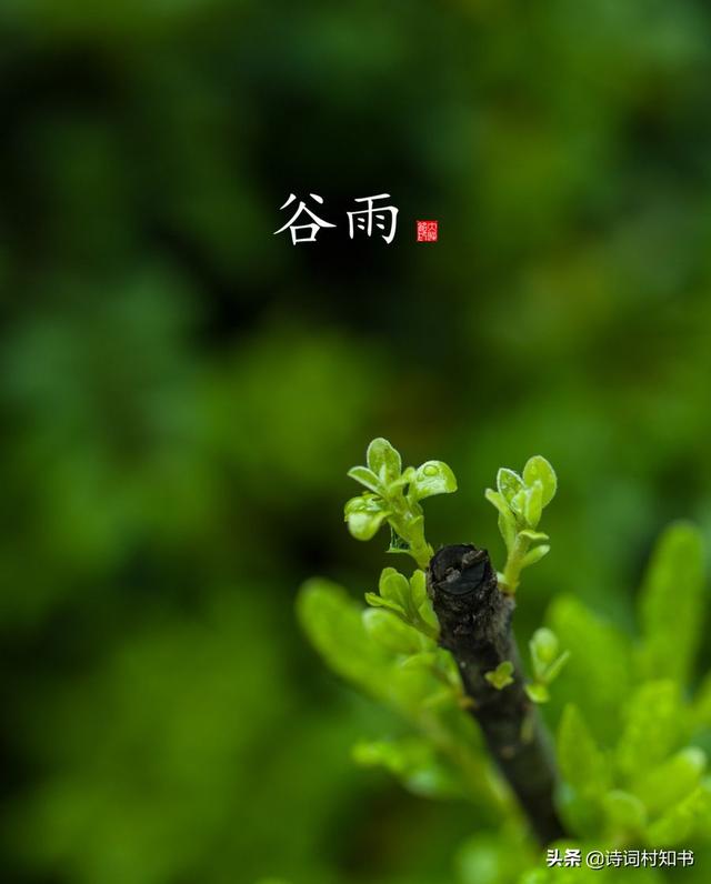 春天最后一个节气谷雨,留住最后一抹春色,10首谷雨诗词!