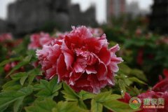 谷雨将至，各地关于谷雨