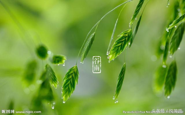 今日谷雨，二十四节气中的谷雨怎么表达？