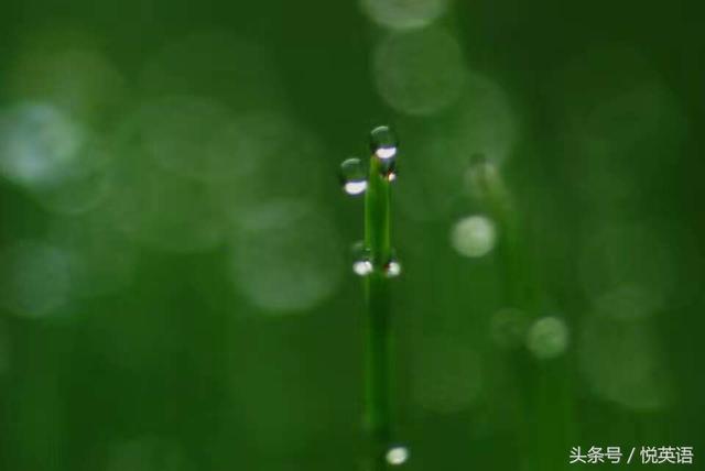 今日谷雨，二十四节气中的谷雨怎么表达？