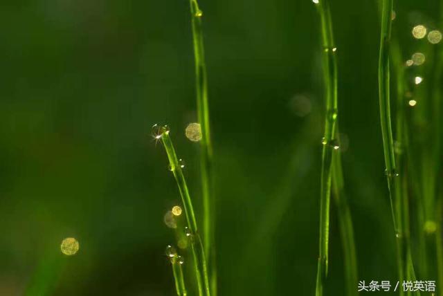 今日谷雨，二十四节气中的谷雨怎么表达？