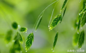 今日谷雨，二十四节气中的谷雨怎么表达？