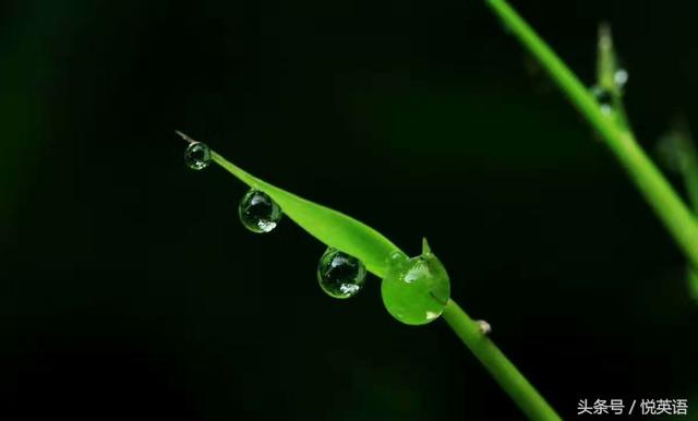 今日谷雨，二十四节气中的谷雨怎么表达？