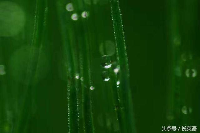 今日谷雨，二十四节气中的谷雨怎么表达？