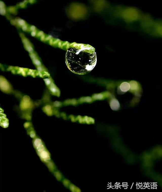 今日谷雨，二十四节气中的谷雨怎么表达？