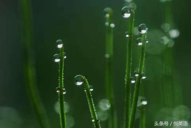 今日谷雨，二十四节气中的谷雨怎么表达？