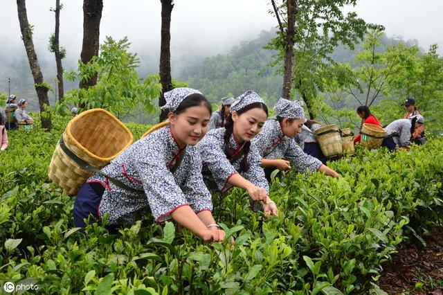 谷雨有什么禁忌事项,能做什么不能做什么?