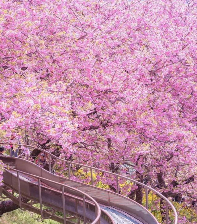 日本富士山小众打卡,领略最美樱花季!搭配温泉简直不要太舒服