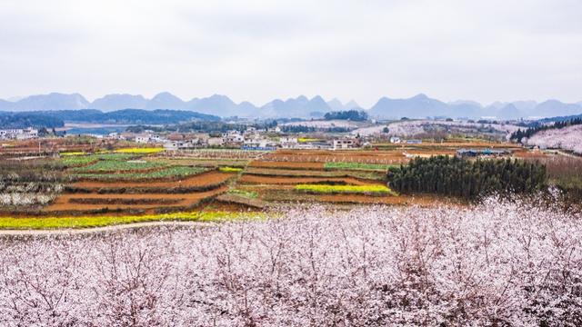 樱花漫山遍野,这里却不接待游客 在线赏花,莫让好山好水好寂寞