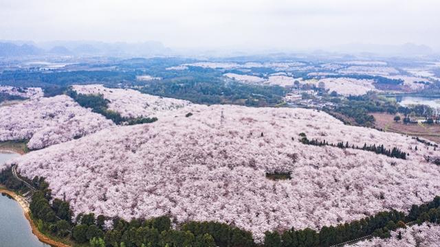 樱花漫山遍野,这里却不接待游客 在线赏花,莫让好山好水好寂寞