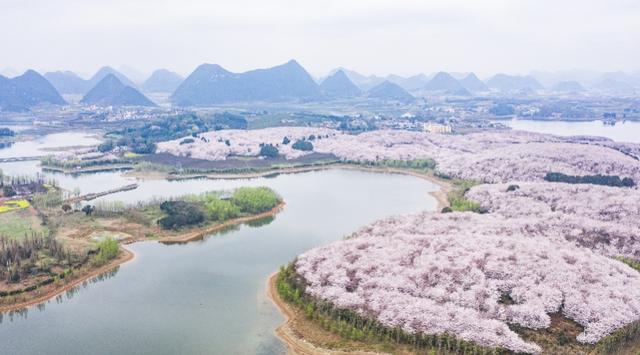 樱花漫山遍野,这里却不接待游客 在线赏花,莫让好山好水好寂寞