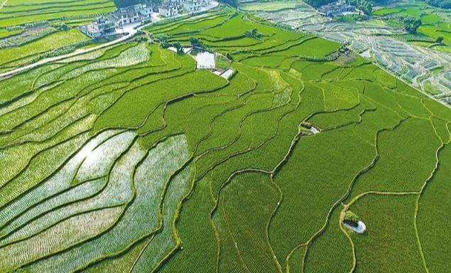 解读川人:四川人从何而来?四川文化又是如何形成的?