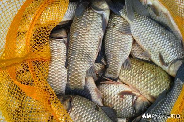 冬季钓鱼,这三种天气出钓鱼口最好,不愁钓不到鱼