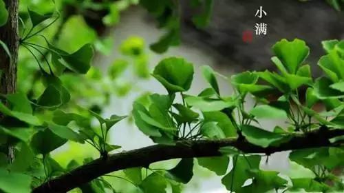 二十四节气｜小满时节，看这篇就够了！