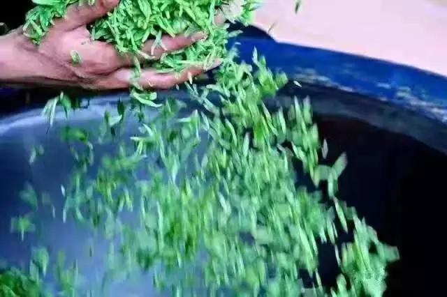 徽州藏着百亩高山茶园民宿,最有童趣的采茶、赏花记丨黄山云华栖