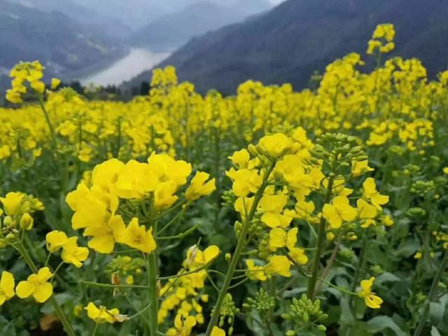 徽州藏着百亩高山茶园民宿，最有童趣的采茶、赏花记丨黄山云华栖