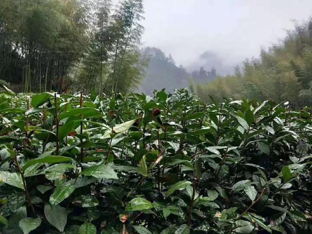 徽州藏着百亩高山茶园民宿,最有童趣的采茶、赏花记丨黄山云华栖