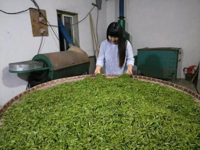 徽州藏着百亩高山茶园民宿,最有童趣的采茶、赏花记丨黄山云华栖