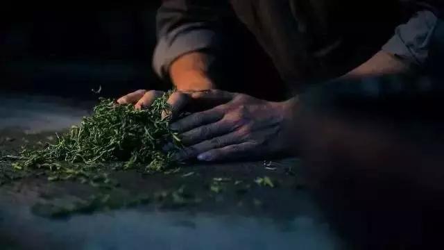 徽州藏着百亩高山茶园民宿,最有童趣的采茶、赏花记丨黄山云华栖
