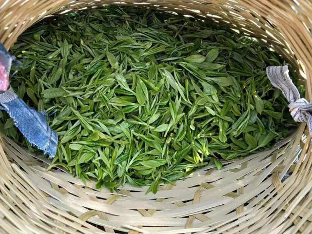 徽州藏着百亩高山茶园民宿,最有童趣的采茶、赏花记丨黄山云华栖