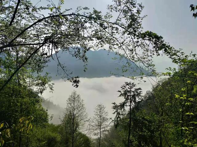 徽州藏着百亩高山茶园民宿,最有童趣的采茶、赏花记丨黄山云华栖