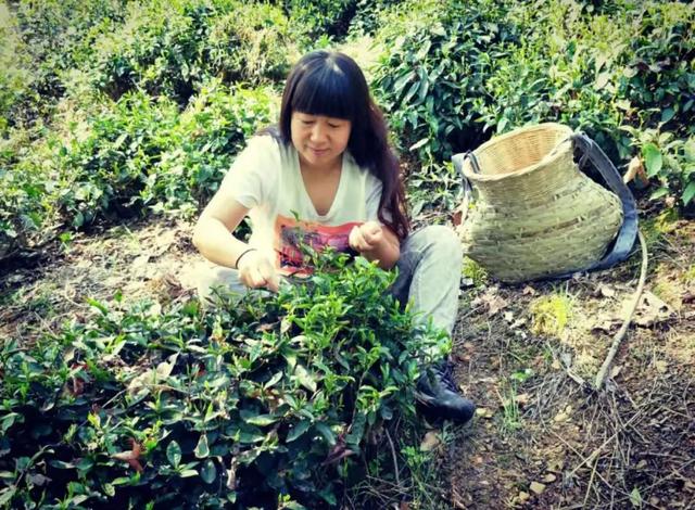 徽州藏着百亩高山茶园民宿,最有童趣的采茶、赏花记丨黄山云华栖