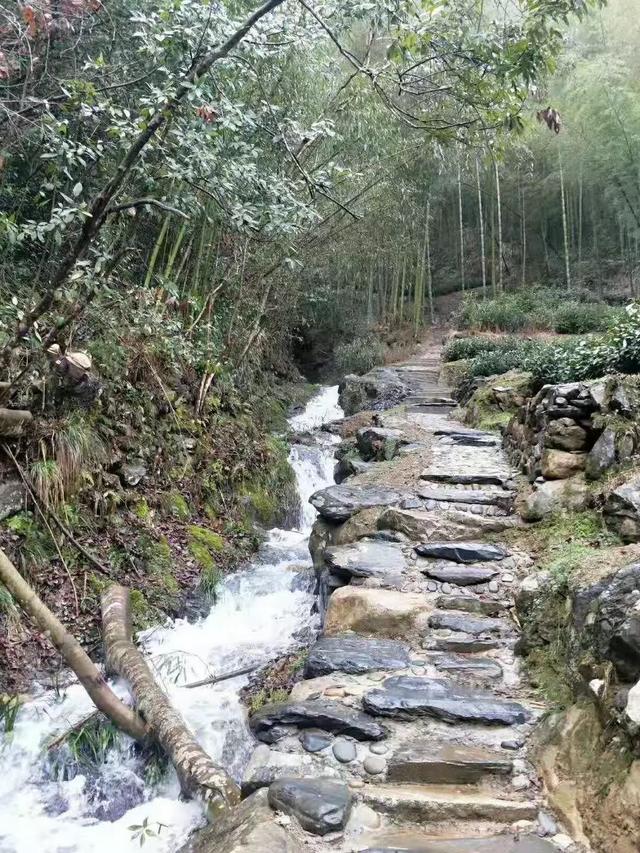 徽州藏着百亩高山茶园民宿,最有童趣的采茶、赏花记丨黄山云华栖