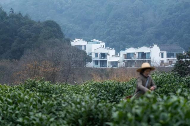 徽州藏着百亩高山茶园民宿,最有童趣的采茶、赏花记丨黄山云华栖
