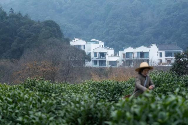 徽州藏着百亩高山茶园民宿，最有童趣的采茶、赏花记丨黄山云华栖