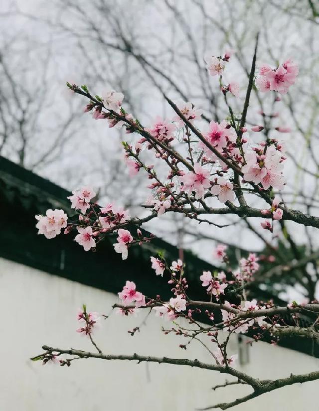看樱花何必去日本？中国有大把的地方可看！盘点六个赏樱的好去处