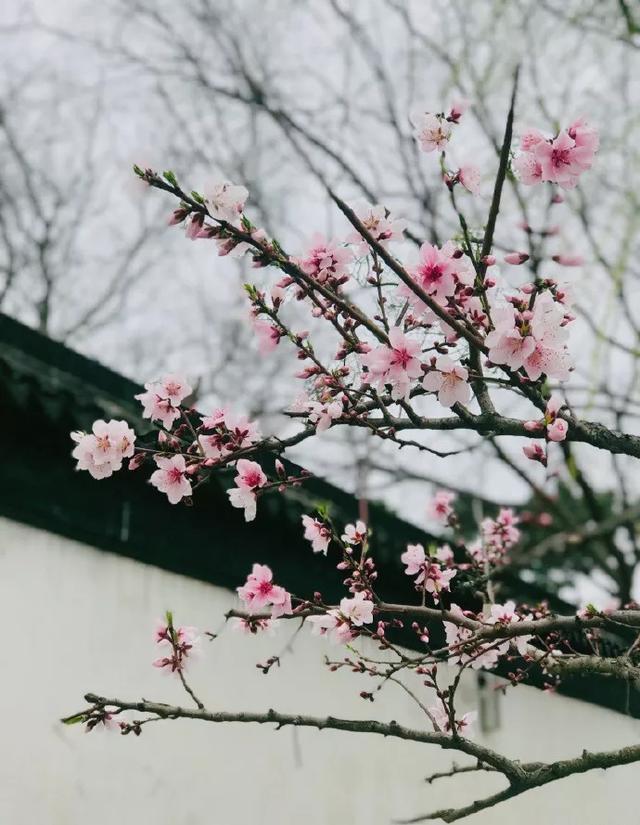 看樱花何必去日本?中国有大把的地方可看!盘点六个赏樱的好去处