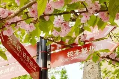 看樱花何必去日本?中国有大把的地方可看!盘点六个赏樱的好去处