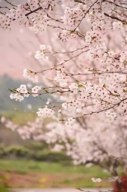 看樱花何必去日本？中国有大把的地方可看！盘点六个赏樱的好去处