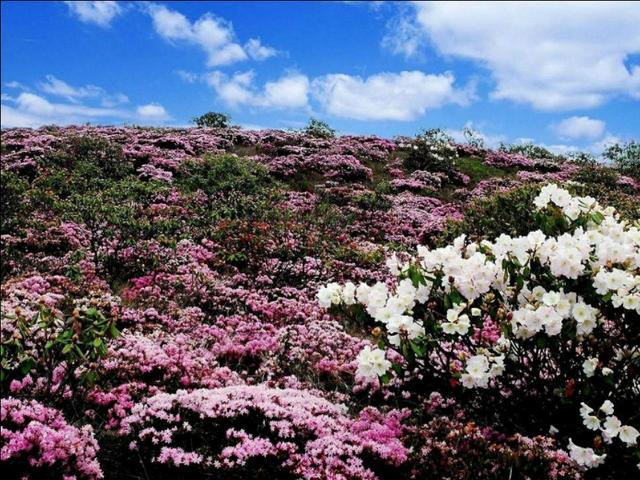 女性朋友爱去的4个旅游景点,古镇、花海、美丽海滩全都有
