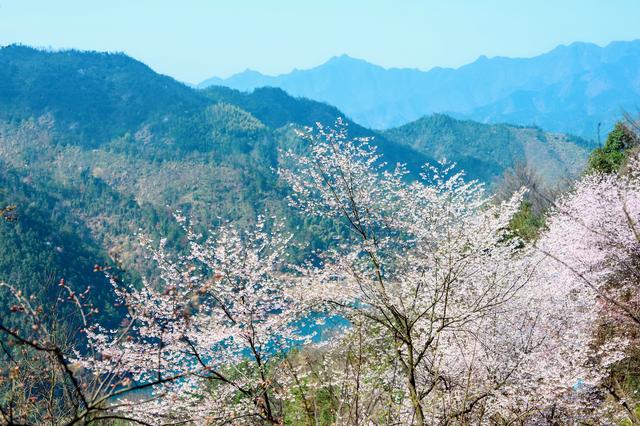 野樱花开满山的三月,我们一起去桐庐,看一场浪漫的樱花雨