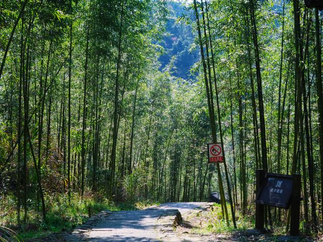 野樱花开满山的三月,我们一起去桐庐,看一场浪漫的樱花雨