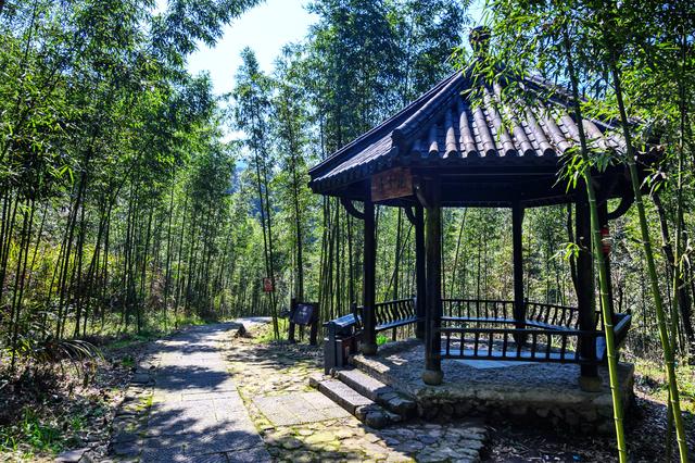 野樱花开满山的三月,我们一起去桐庐,看一场浪漫的樱花雨