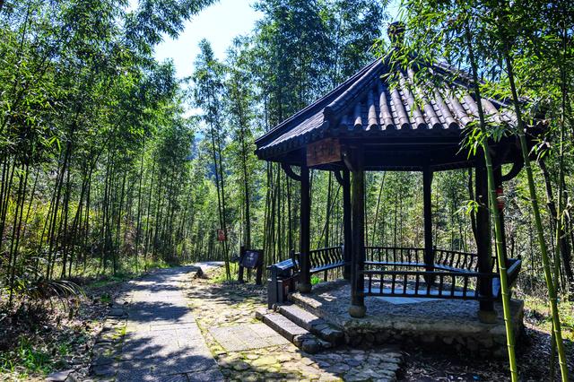 野樱花开满山的三月，我们一起去桐庐，看一场浪漫的樱花雨