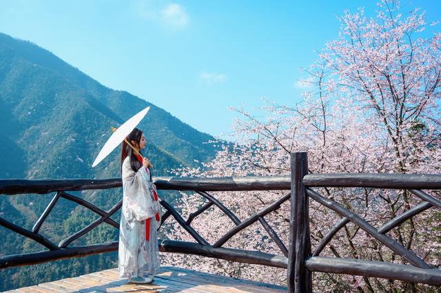 野樱花开满山的三月，我们一起去桐庐，看一场浪漫的樱花雨