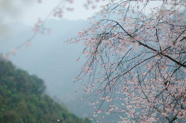 野樱花开满山的三月，我们一起去桐庐，看一场浪漫的樱花雨