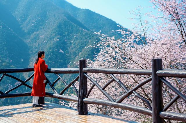 野樱花开满山的三月,我们一起去桐庐,看一场浪漫的樱花雨